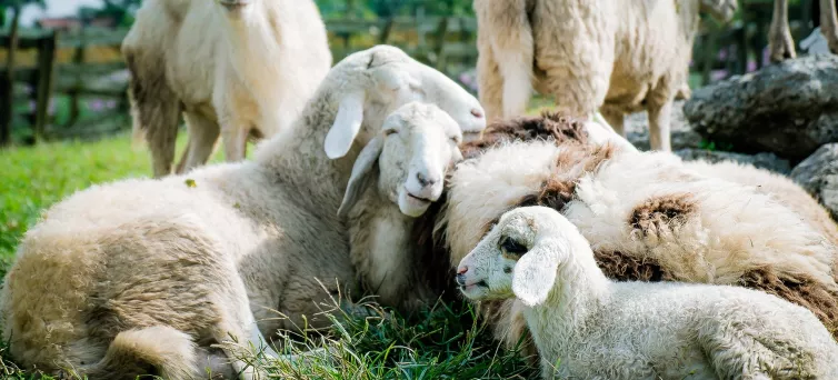 Schäferei Denner Header